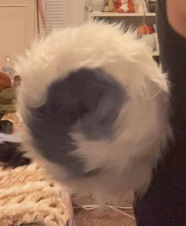 Small Tail