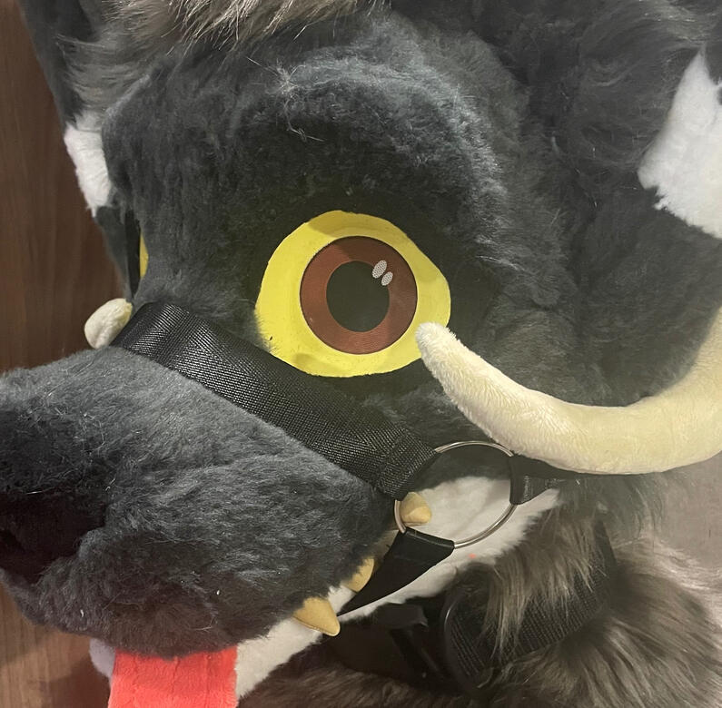 2 Inch Collar and Muzzle Set